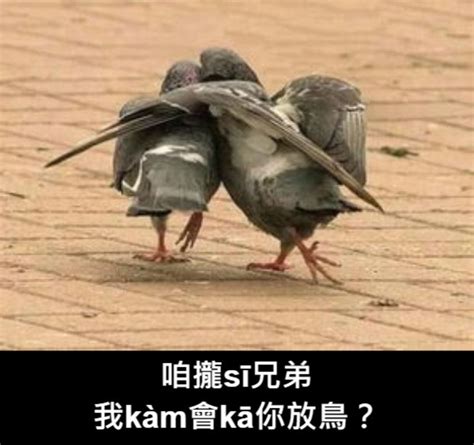 放鳥意思|放鳥的定義